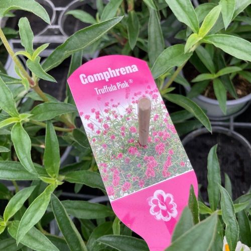 Gomphrena Truffula Pink