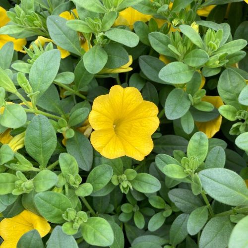 Calibrachoa Callie Hybrida Deep Yellow