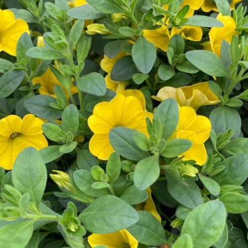 Calibrachoa Callie Hybrida Deep Yellow
