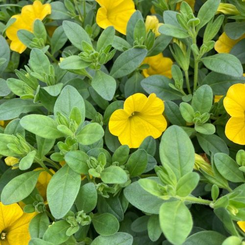 Calibrachoa Callie Hybrida Deep Yellow