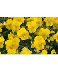 Jardinière de pensées viola cornuta jaune