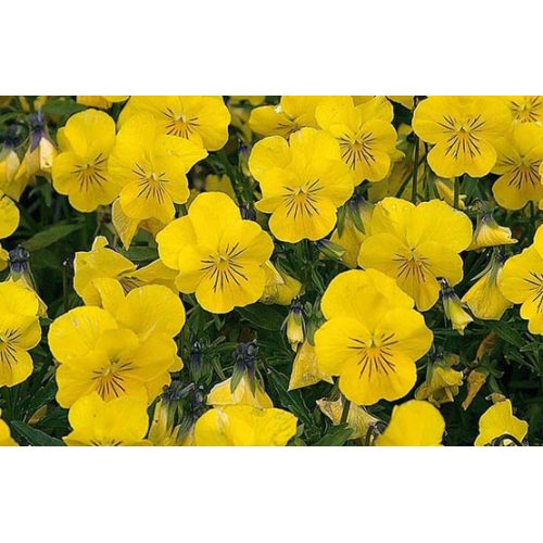 Jardinière de pensées viola cornuta jaune