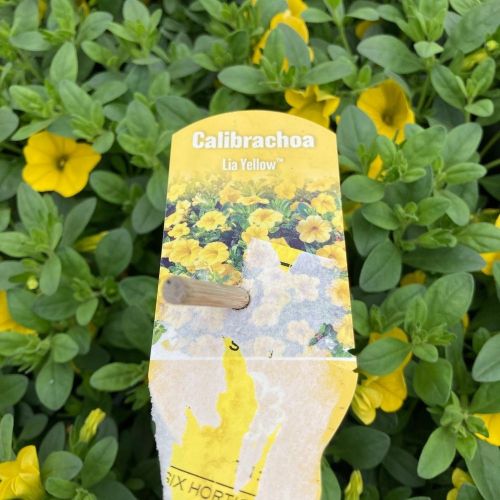 Calibrachoa Callie Hybrida Deep Yellow