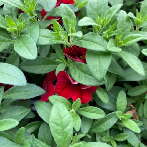 Calibrachoa Noa Red Improved