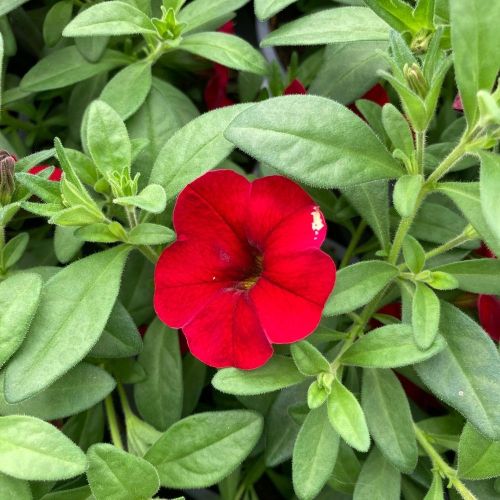 Calibrachoa Noa Red Improved