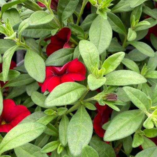 Calibrachoa Noa Red Improved