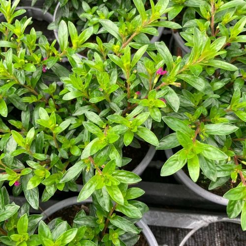 Cuphea Hyssopifolia Cupid Purple