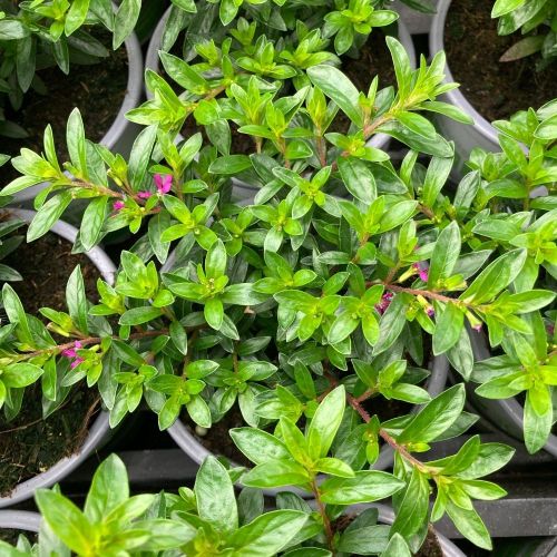 Cuphea Hyssopifolia Cupid Purple
