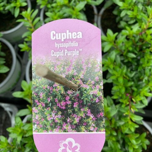 Cuphea Hyssopifolia Cupid Purple