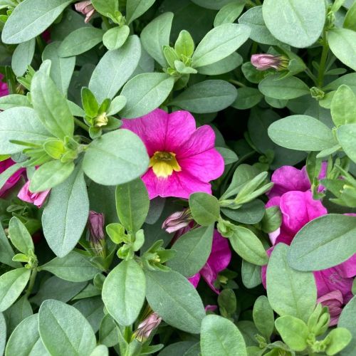 Calibrachoa Deep Pink