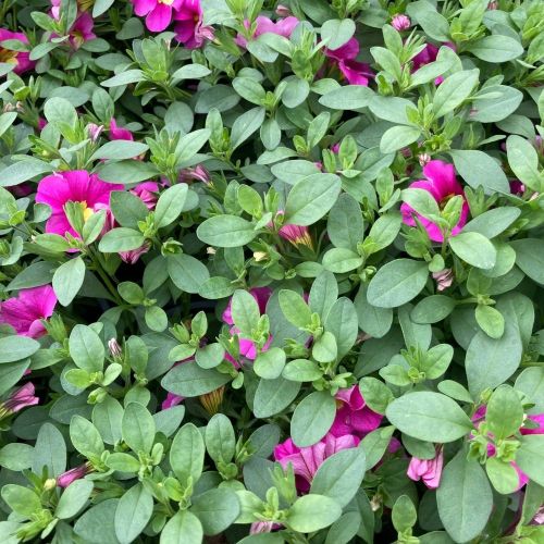 Calibrachoa Deep Pink