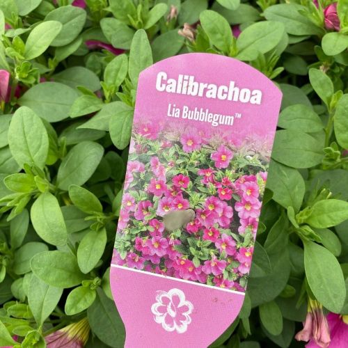 Calibrachoa Deep Pink