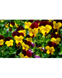 Jardinière de pensées viola cornuta jaune violet