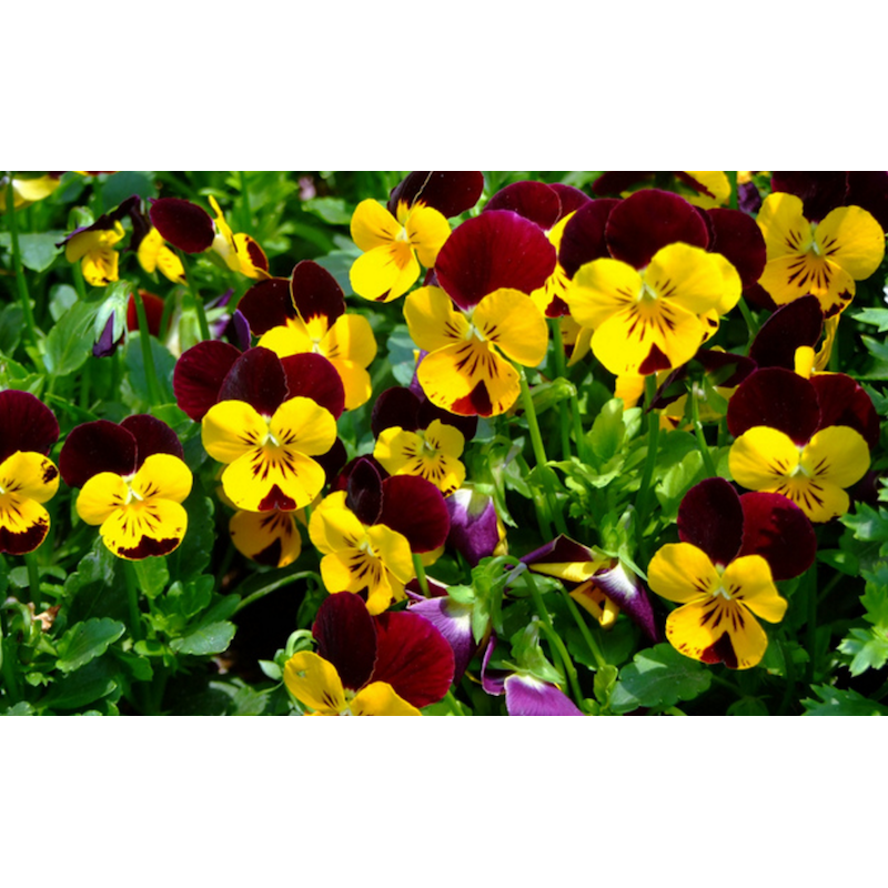 Acheter Jardinière de pensées viola cornuta jaune violet