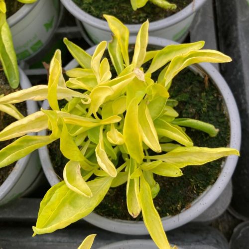 Alternanthera True Jaune