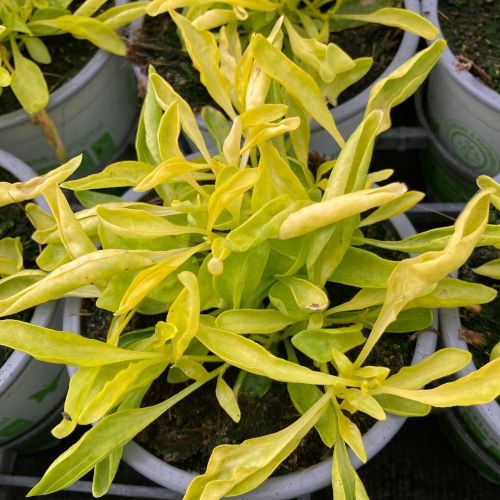 Alternanthera True Jaune