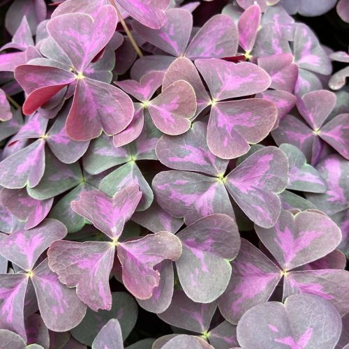 Oxalis Xalis Burgundy Wine