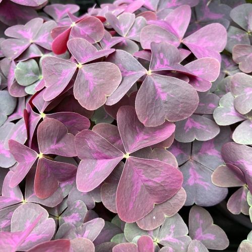 Oxalis Xalis Burgundy Wine