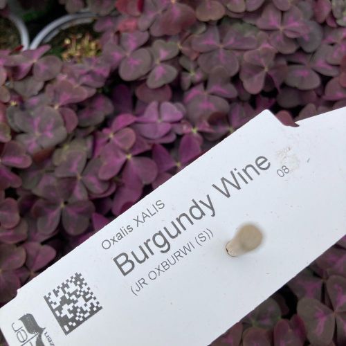 Oxalis Xalis Burgundy Wine