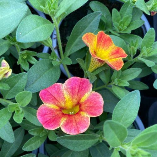 Calibrachoa Chameleon Sunshine Berry En Pot de 10,5cm