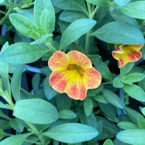 Calibrachoa Chameleon Sunshine Berry En Pot de 10,5cm