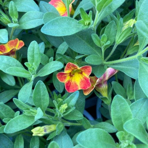 Calibrachoa Chameleon Sunshine Berry En Pot de 10,5cm