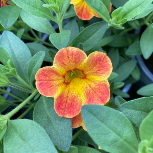 Calibrachoa Chameleon Sunshine Berry En Pot de 10,5cm
