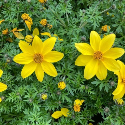 Bidens Ferulifolia Yellow Charm