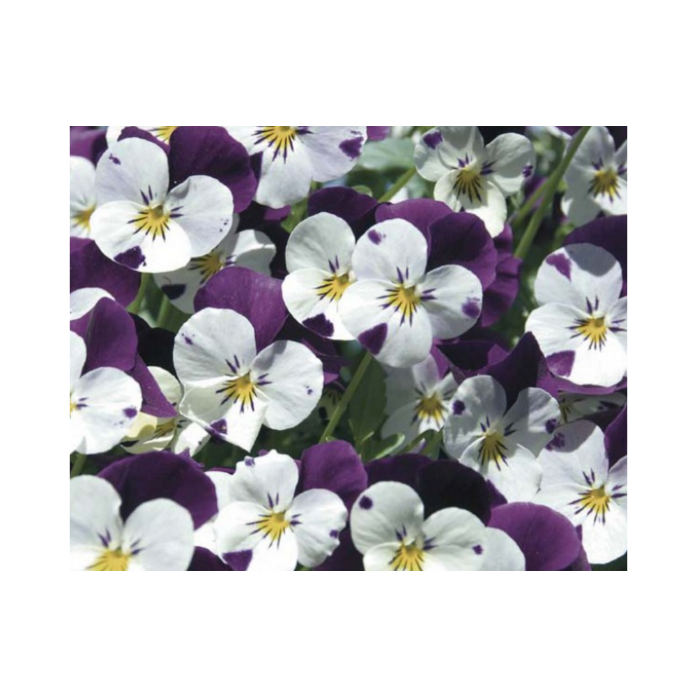 Acheter Jardinière de pensées viola cornuta violet blanc