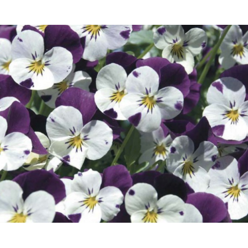 Jardinière de pensées viola cornuta violet blanc