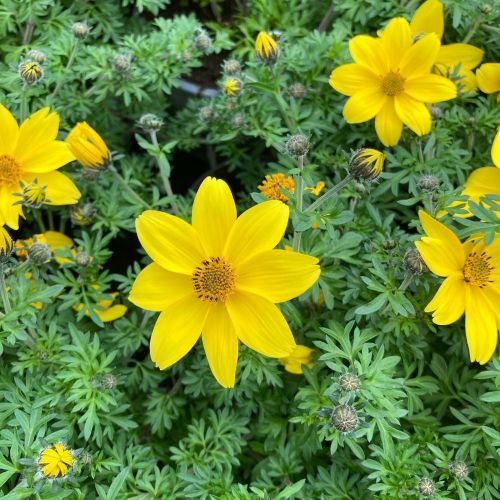 Bidens Ferulifolia Yellow Charm