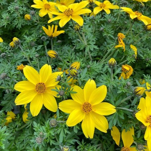 Bidens Ferulifolia Yellow Charm