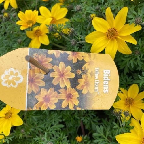 Bidens Ferulifolia Yellow Charm