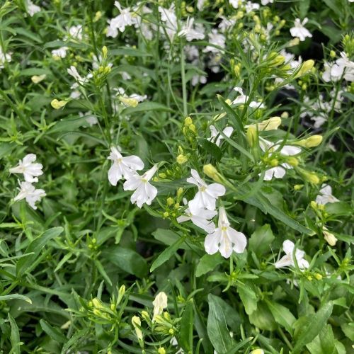 Lobelia Retombant Anabel Snow White