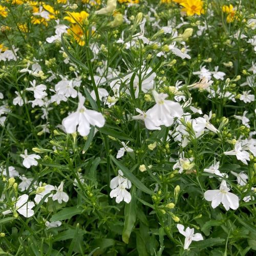 Lobelia Retombant Anabel Snow White