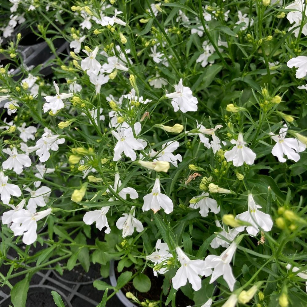 Lobelia Retombant Anabel Snow White