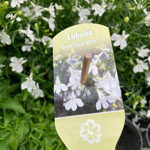 Lobelia Retombant Anabel Snow White