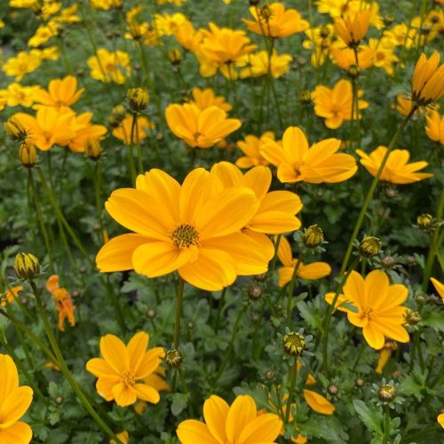 Bidens Golden Empire Jaune