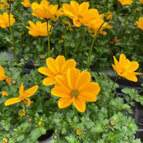 Bidens Golden Empire Jaune