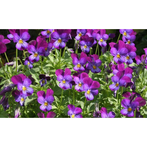 Jardinière de pensées viola cornuta violet
