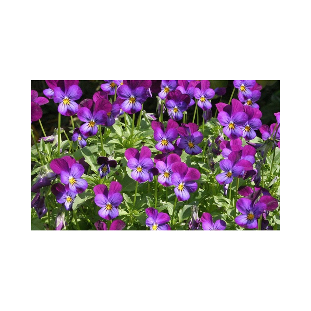 Acheter Jardinière de pensées viola cornuta violet