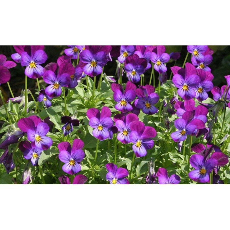 Acheter Jardinière de pensées viola cornuta violet
