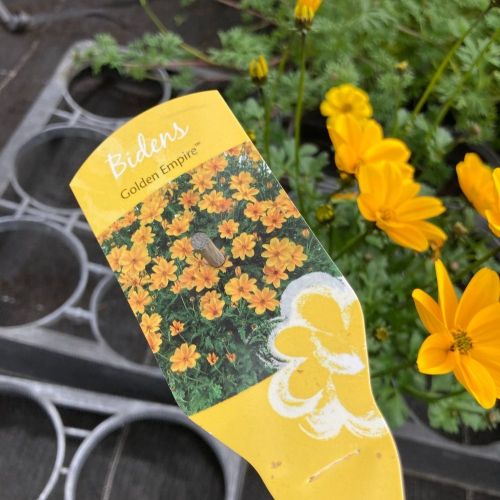 Bidens Golden Empire Jaune