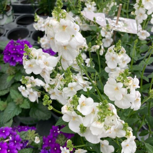 Diascia Genta Classic White