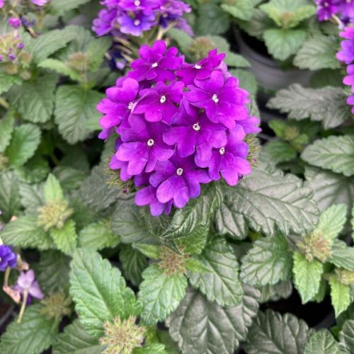 Verveine Retombante Blue Violet Eye