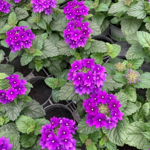 Verveine Retombante Blue Violet Eye