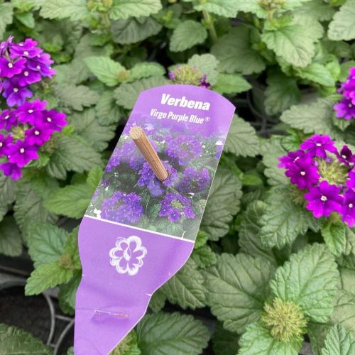 Verveine Retombante Blue Violet Eye