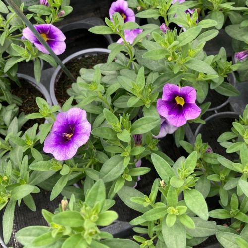 Calibrachoa Eye Conic Purple En Pot de 10,5cm