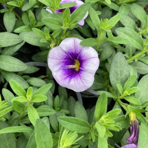 Calibrachoa Eye Conic Purple En Pot de 10,5cm