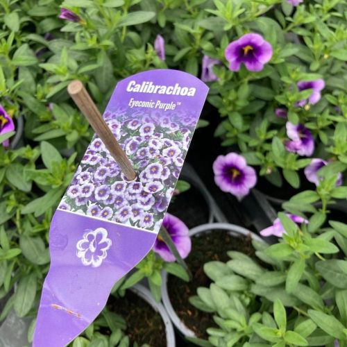 Calibrachoa Eye Conic Purple En Pot de 10,5cm